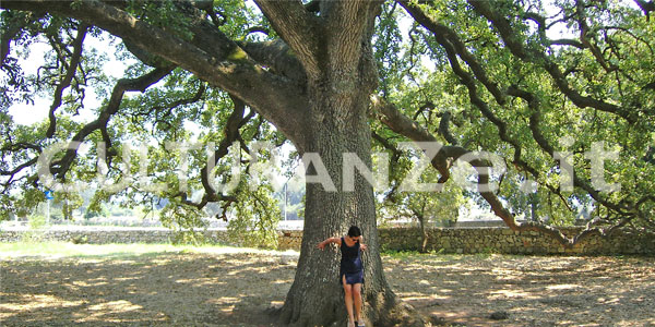 quercia vallonea